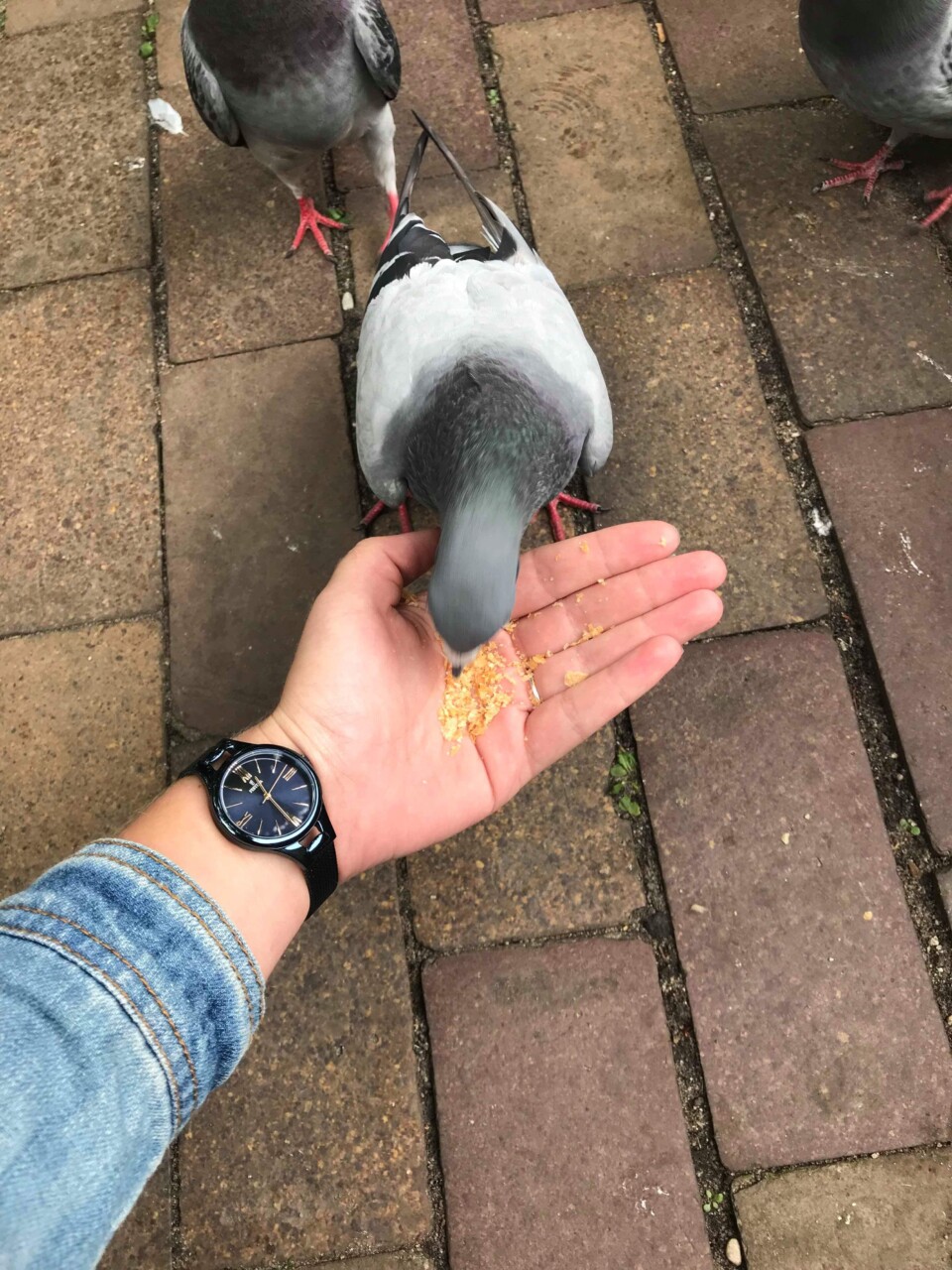 Festina MADEMOISELLE F169532 7